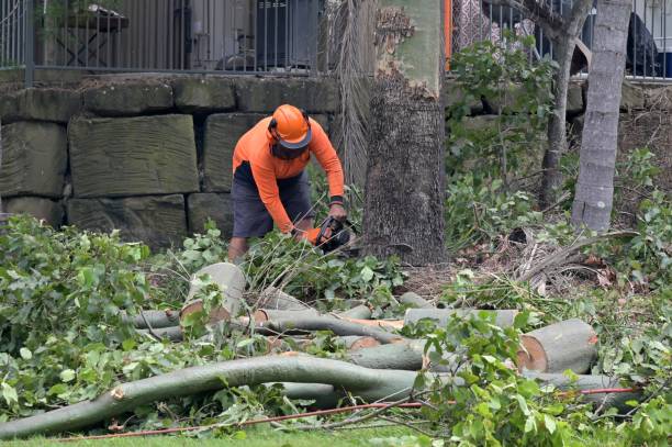 Best Best Tree Removal Services  in Santa Ana, CA